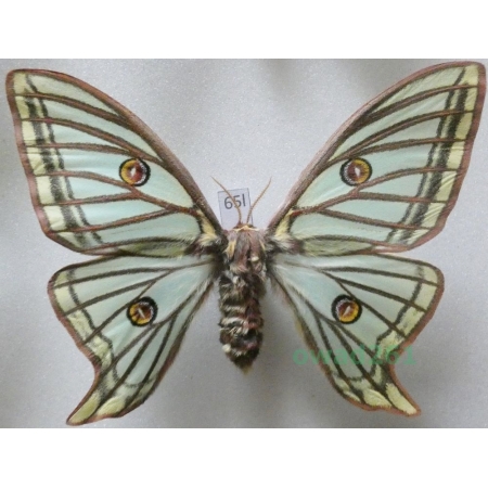 Graellsia isabellae (Graëlls, 1849) female ex. ovo Switzerland 87mm65l
